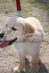 2 Esposizione canina 29.6.2014 Pico - IMG_4122